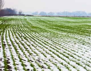 Цієї зими відсоток загибелі озимих зернових культур буде незначним